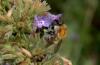 Bombus pascuorum floralis
